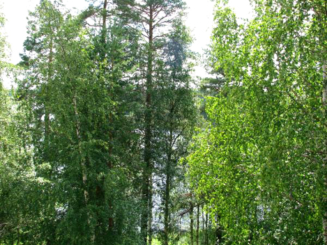 Metsänäkymä ennen raivausta
