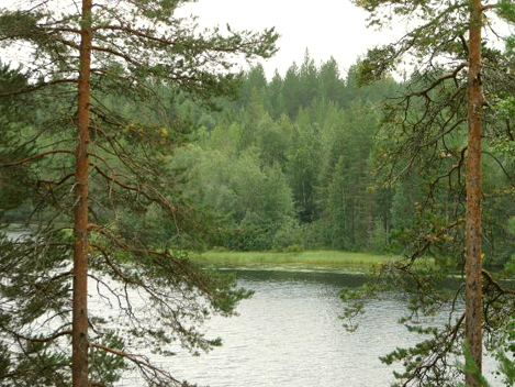 Metsänäkymä raivauksen jälkeen